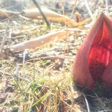 Pension Wildflowers Татесіна Екстер'єр фото
