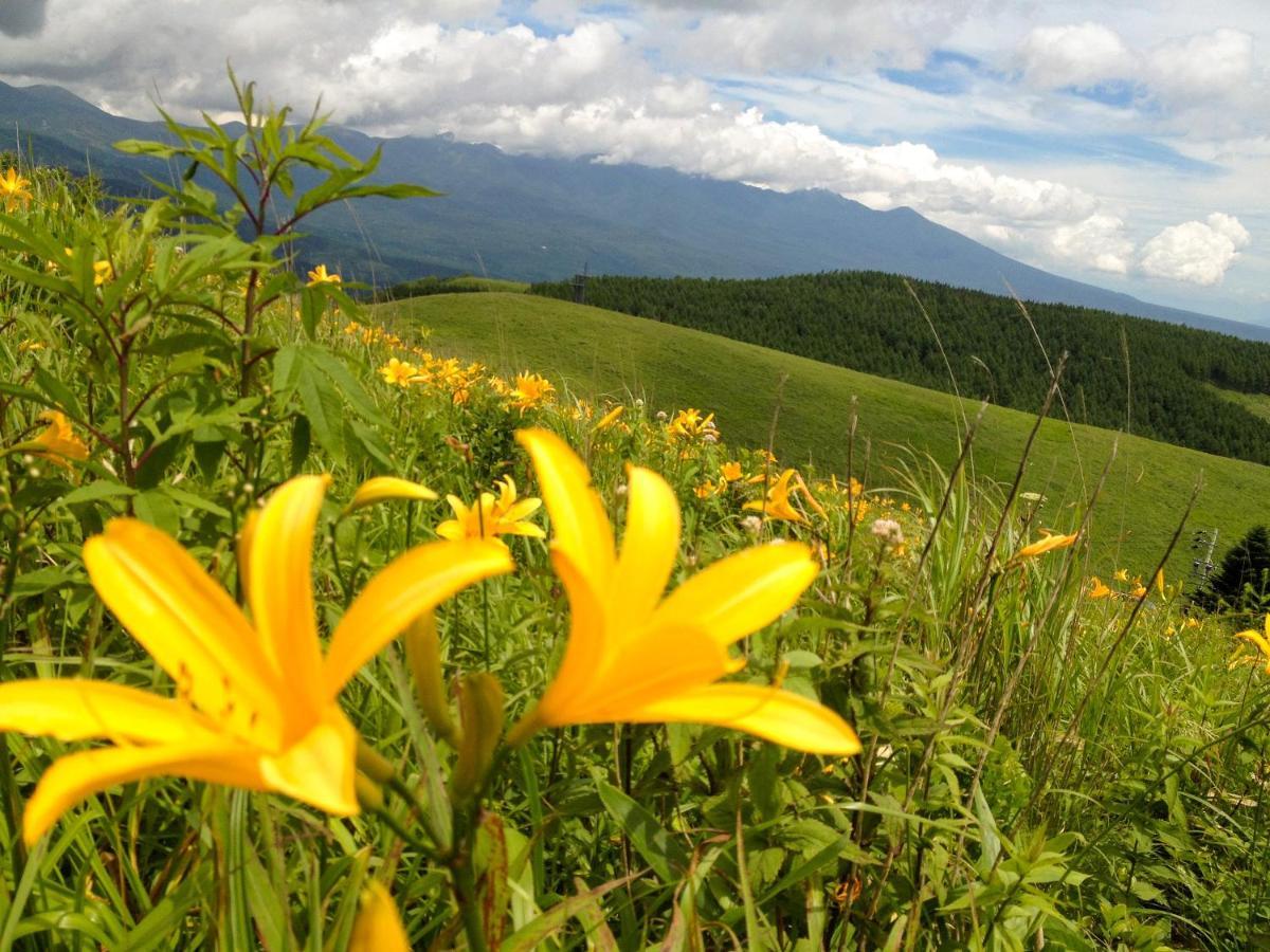 Pension Wildflowers Татесіна Екстер'єр фото