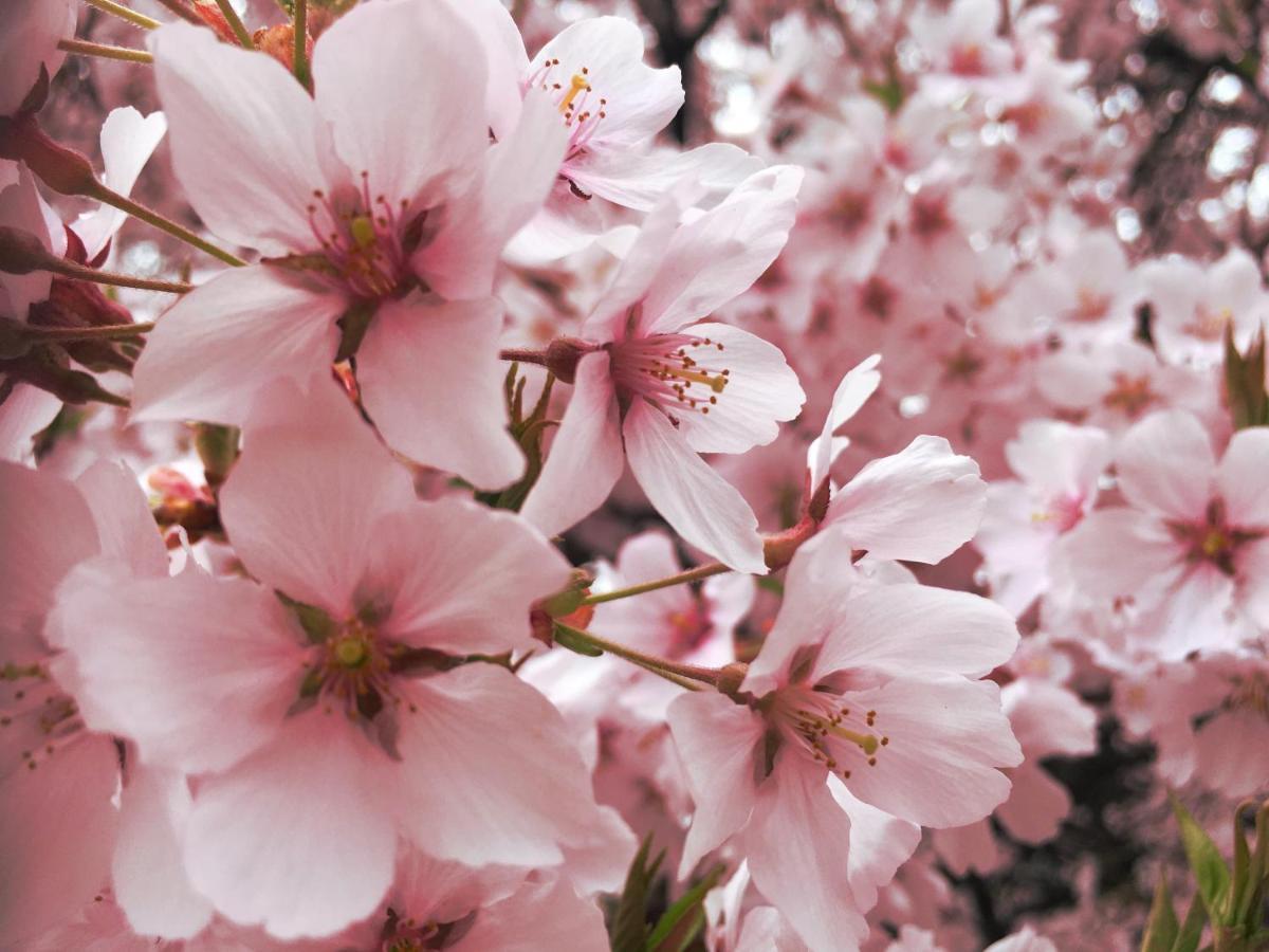 Pension Wildflowers Татесіна Екстер'єр фото
