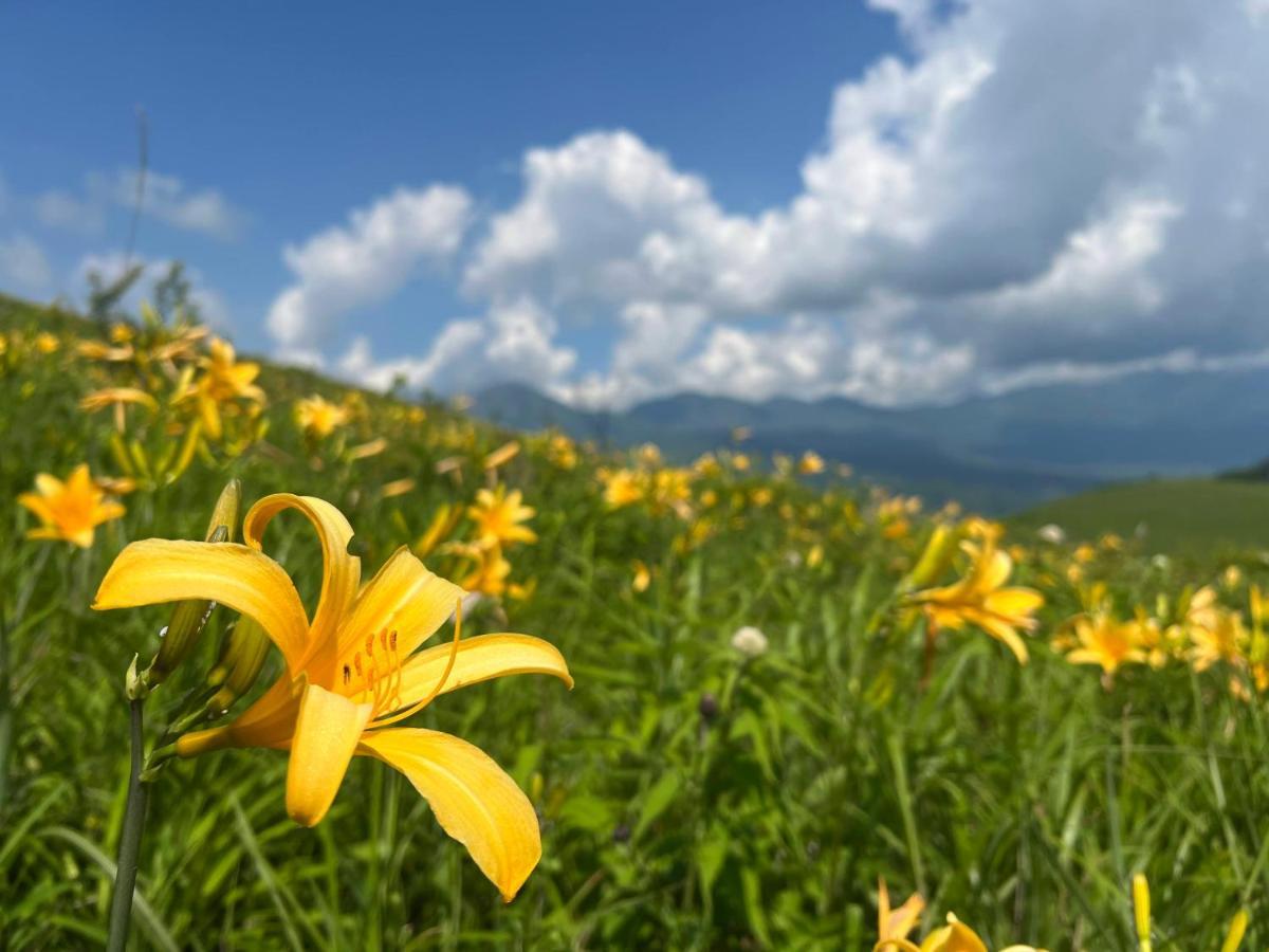 Pension Wildflowers Татесіна Екстер'єр фото