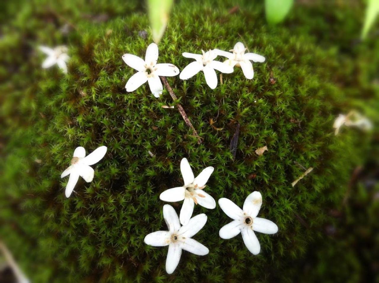 Pension Wildflowers Татесіна Екстер'єр фото