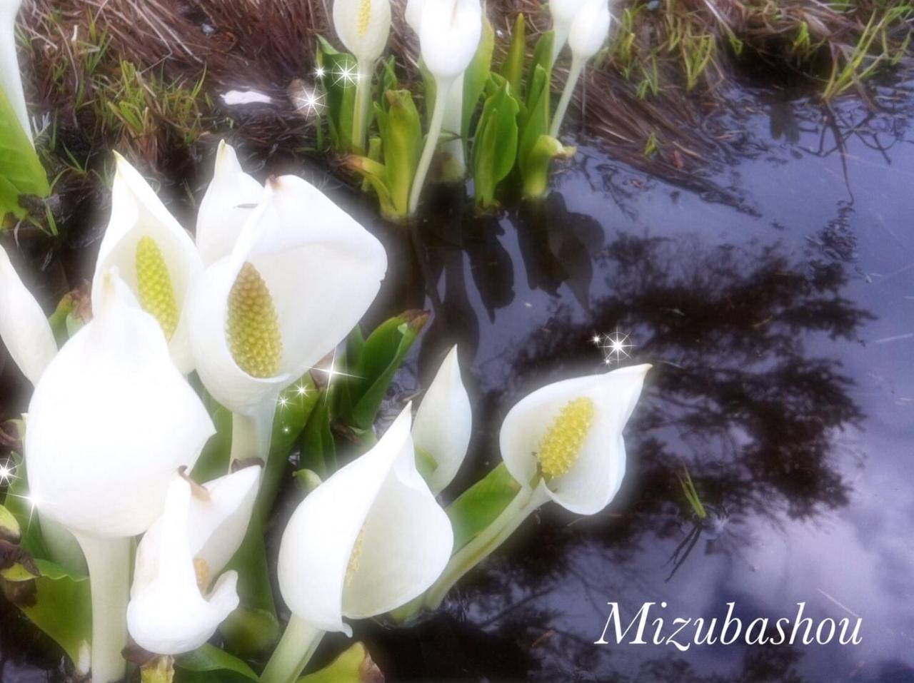 Pension Wildflowers Татесіна Екстер'єр фото