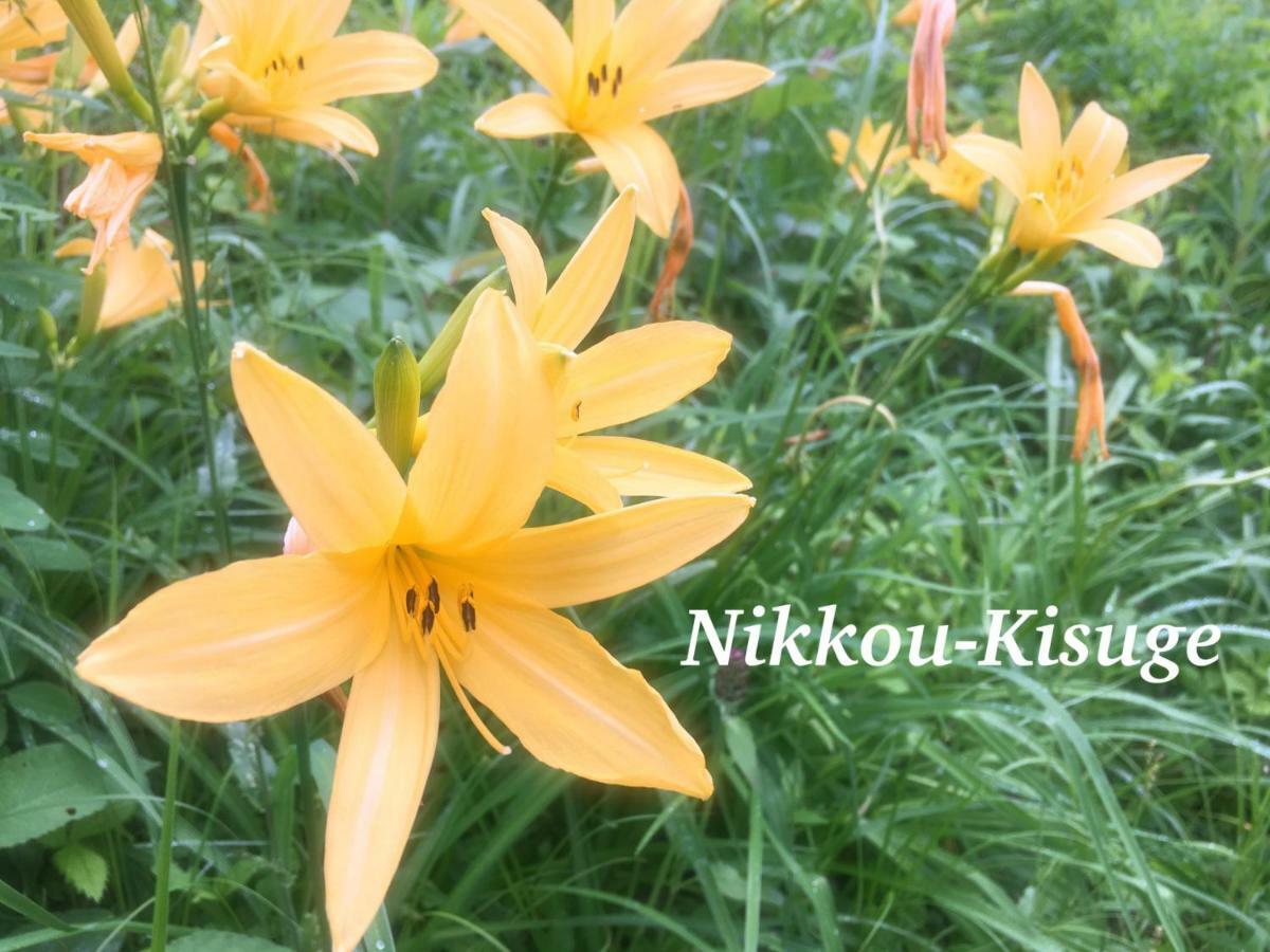Pension Wildflowers Татесіна Екстер'єр фото